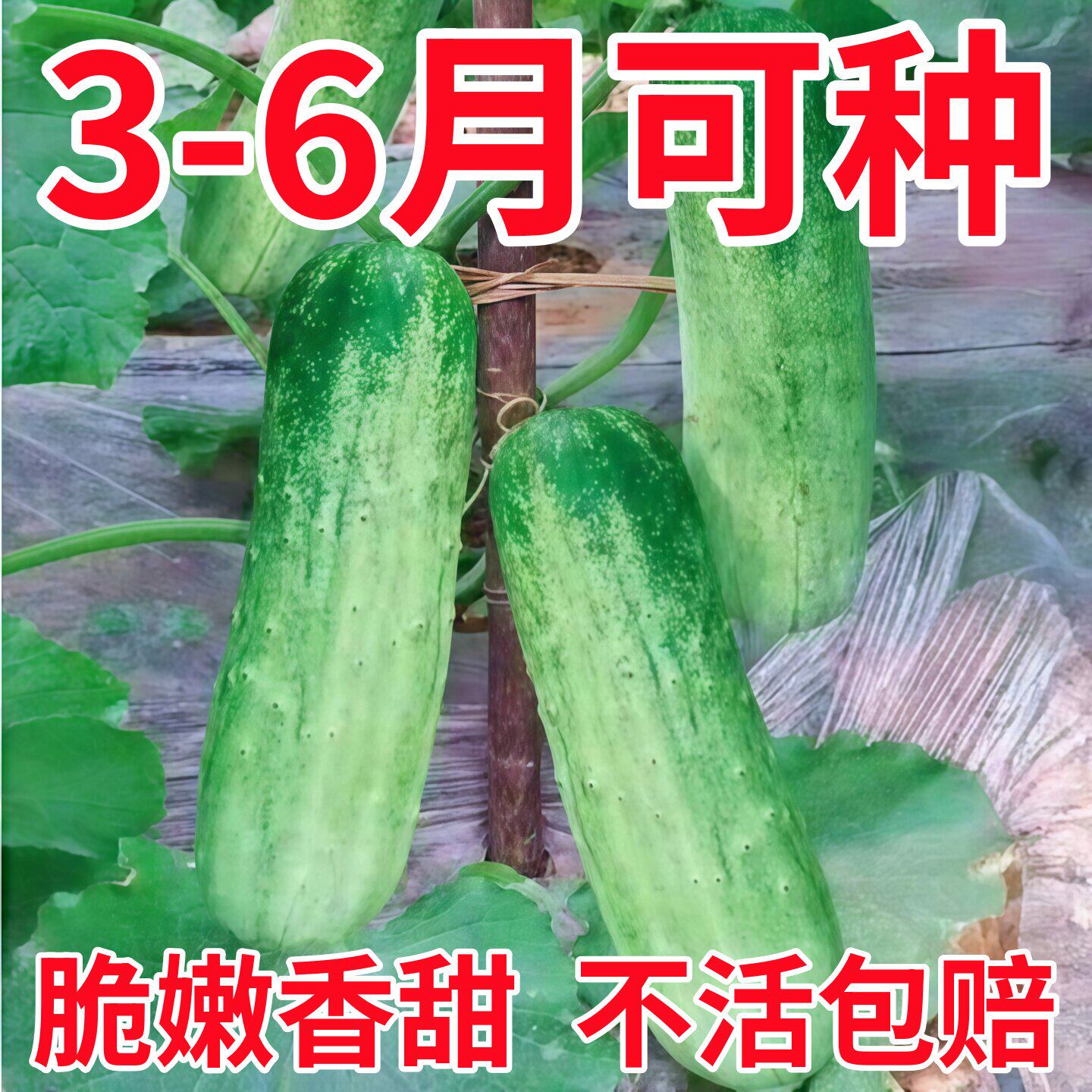 本地黄瓜苗盆栽老品种高产四季黄瓜苗秧矮生带土老广东阳台刺瓜苗