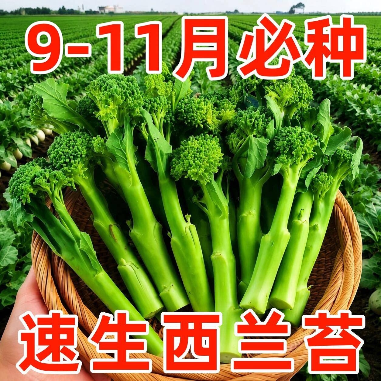 西兰苔种子农科院蔬菜种籽四季春季可种菜园阳台盆栽庭院包活高产