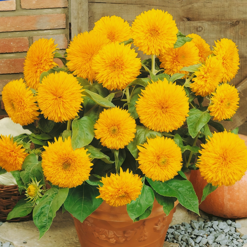 玩具熊向日葵种子矮重瓣泰迪熊向朝阳花籽高杆可切花阳台庭院盆栽