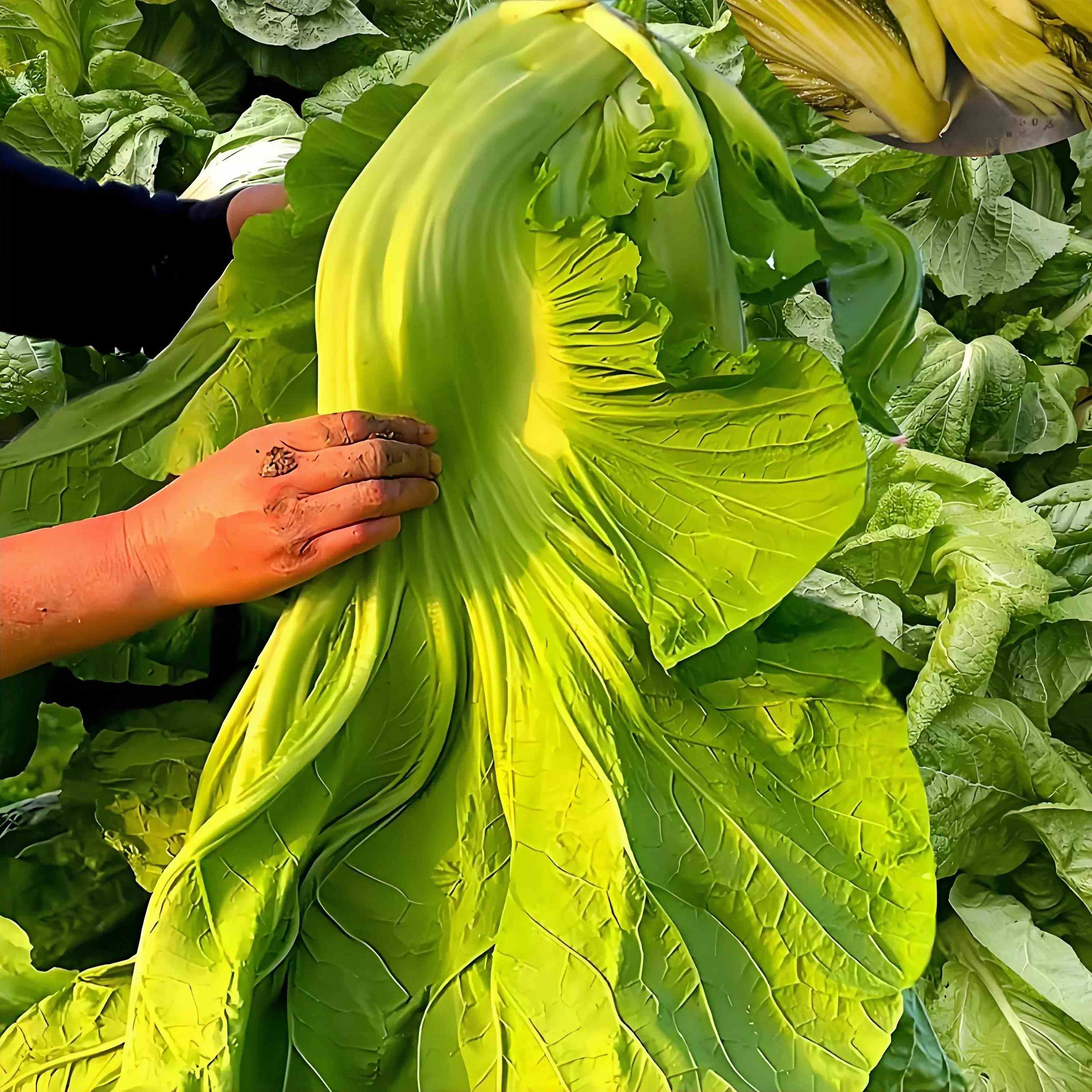 广东包心芥菜苗带土秧苗介菜苗酸菜大叶甜芥菜种子大全菜籽老品种