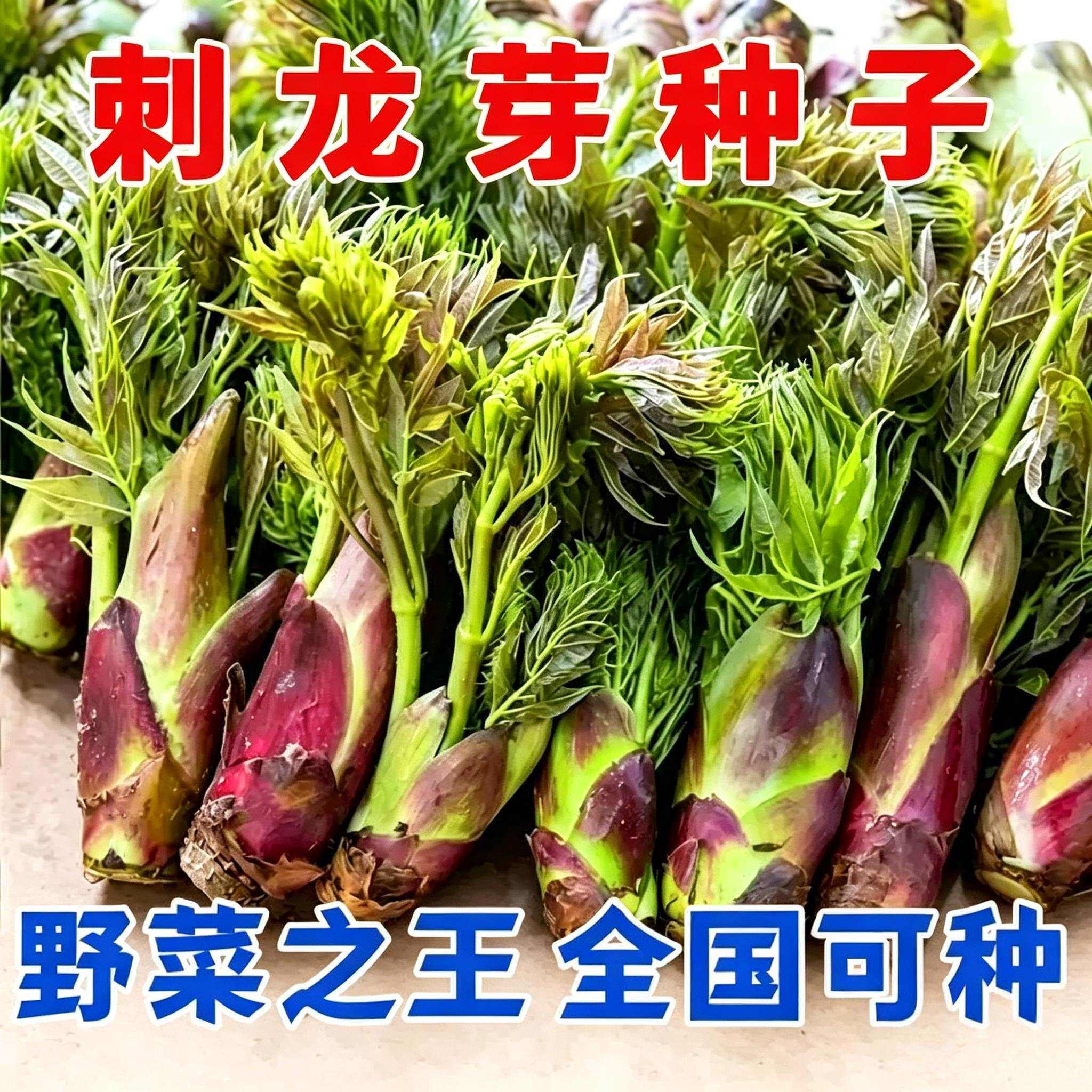 新品种刺龙芽种子野味浓郁东北刺老包刺包芽特色蔬菜种子高产易种