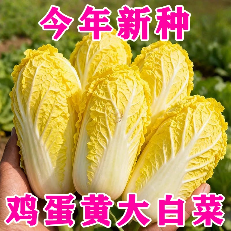 鸡蛋黄大白菜种子北京小杂56蔬菜种孑快菜黄心菜种籽四季白菜籽种