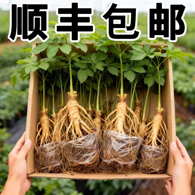 人参活苗盆栽人参苗带土长白山人参苗子种植带盆种苗野山参幼苗