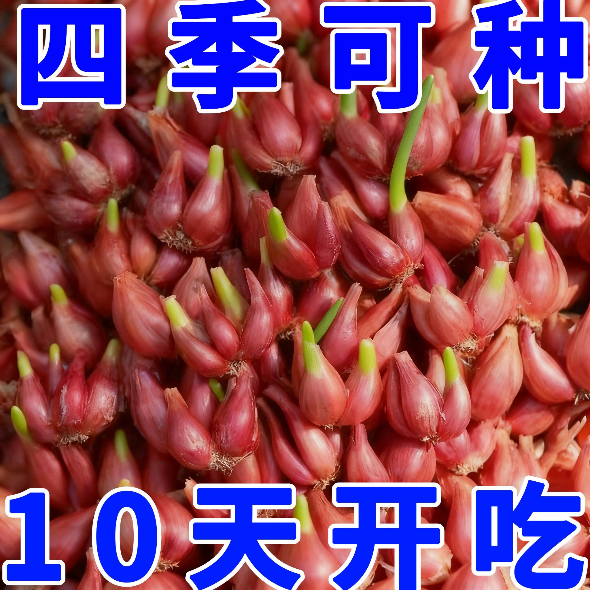 红葱头新鲜小香葱种子正宗小香葱种籽阳台家庭盆栽土培种植火葱头