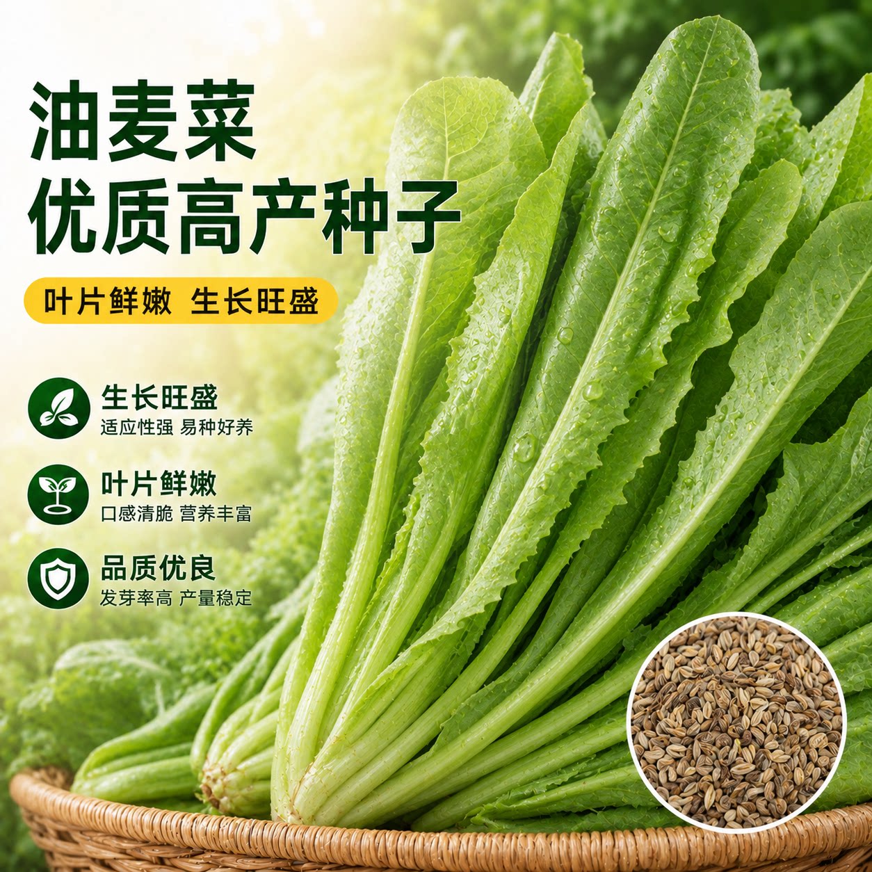 油麦菜种子四季播种米香味红油麦菜籽种耐寒阳台盆栽蔬菜种孑大全