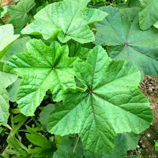 糯米冬寒菜种子苗儿童高钙菜种籽孑苋菜马蹄菜盆栽四季蔬菜菜籽秧