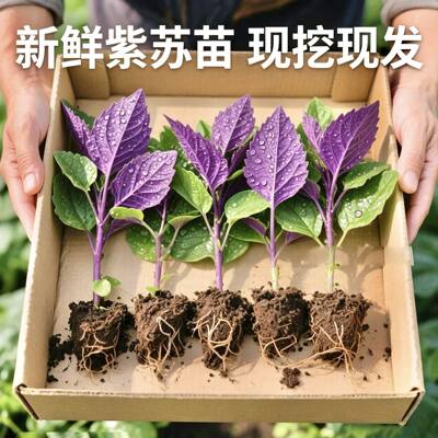 产地直发】广西紫苏苗盆栽现挖现发四季紫苏叶苗可食用绿植盆栽