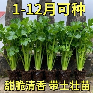 皇后大西芹苗高产新鲜四季种植芹菜菜苗秧苗菜种蔬菜苗阳台盆栽