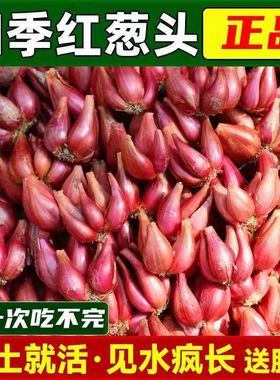 红葱头四川小香葱头四季小香葱可吃可种阳台火葱头种黄葱头包邮