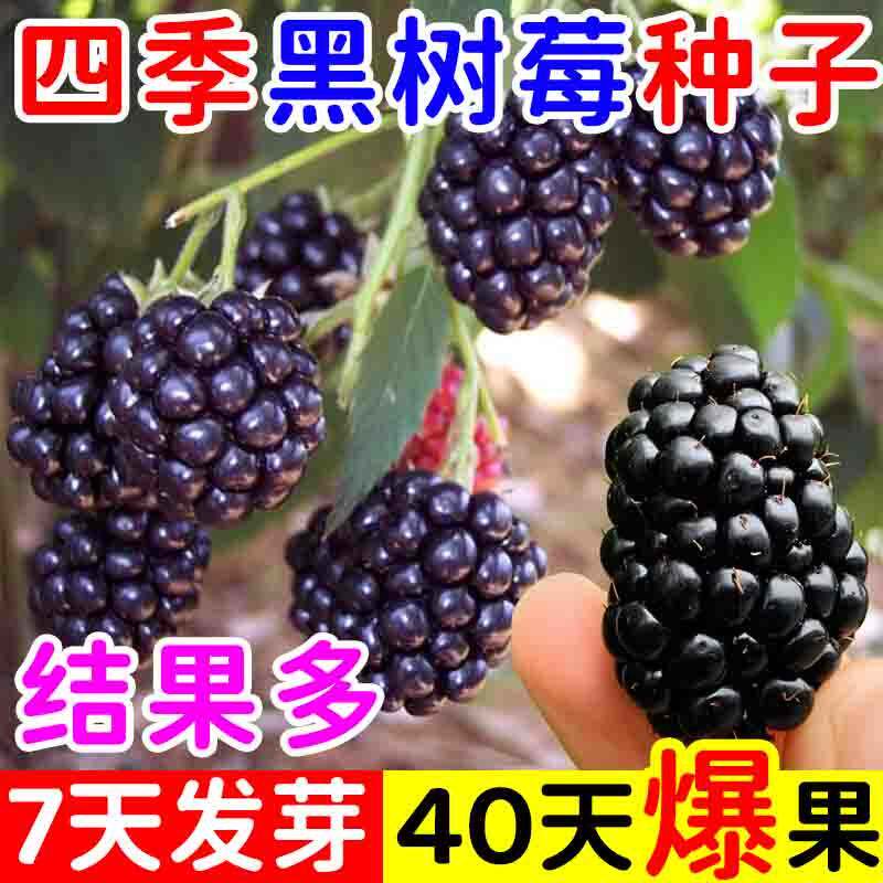 耐寒黑树莓种子阳台盆栽小院种植简单夏季开花四季播种高产水果