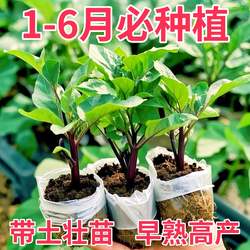 寿光紫长茄秧苗带土发货高产室内阳台露天种植四季新鲜茄子秧苗