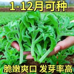 非洲冰草水晶冰菜种子种籽苗秧蔬菜南方种四季菜苗籽种秧苗孑菜籽