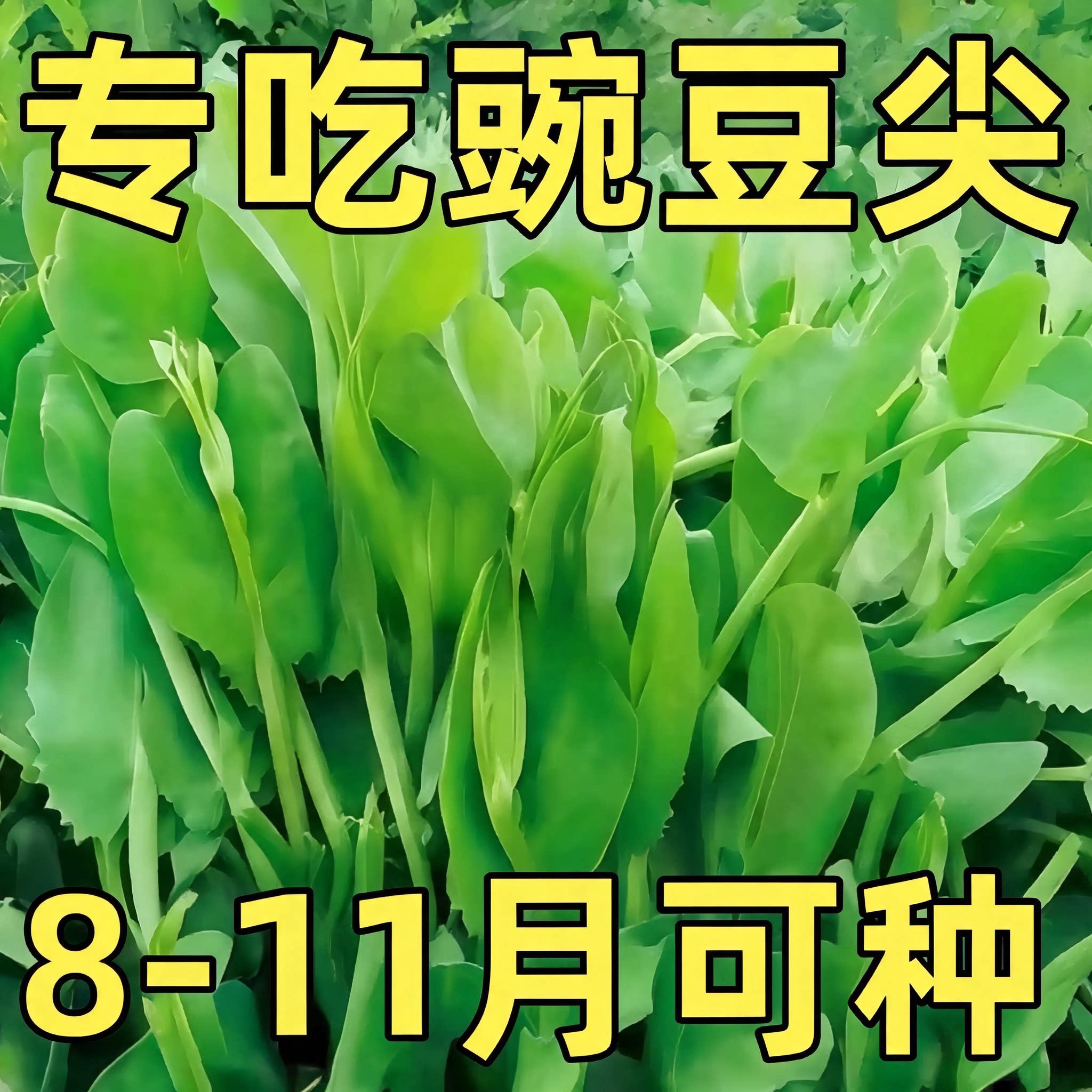 无须豌豆种子豌豆尖种籽四季甜豌豆专吃豌豆苗荷兰豆阳台蔬菜种孑