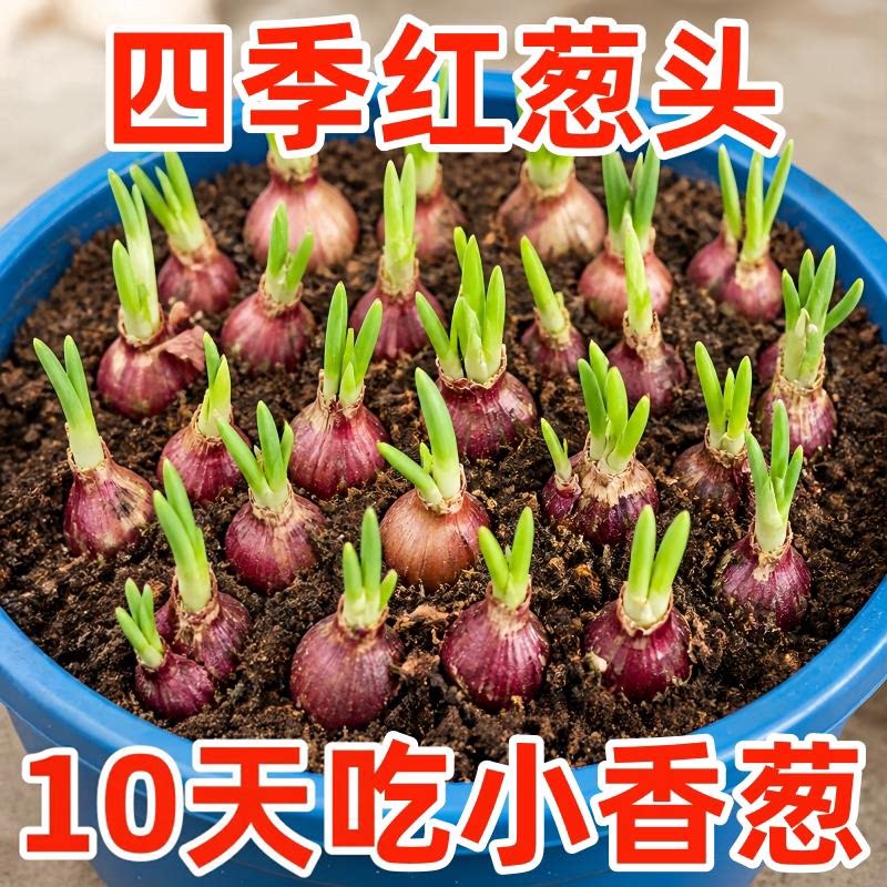 四季小香葱浓香型红葱头新鲜正宗四季种植葱苗老品种带根蔬菜盆栽
