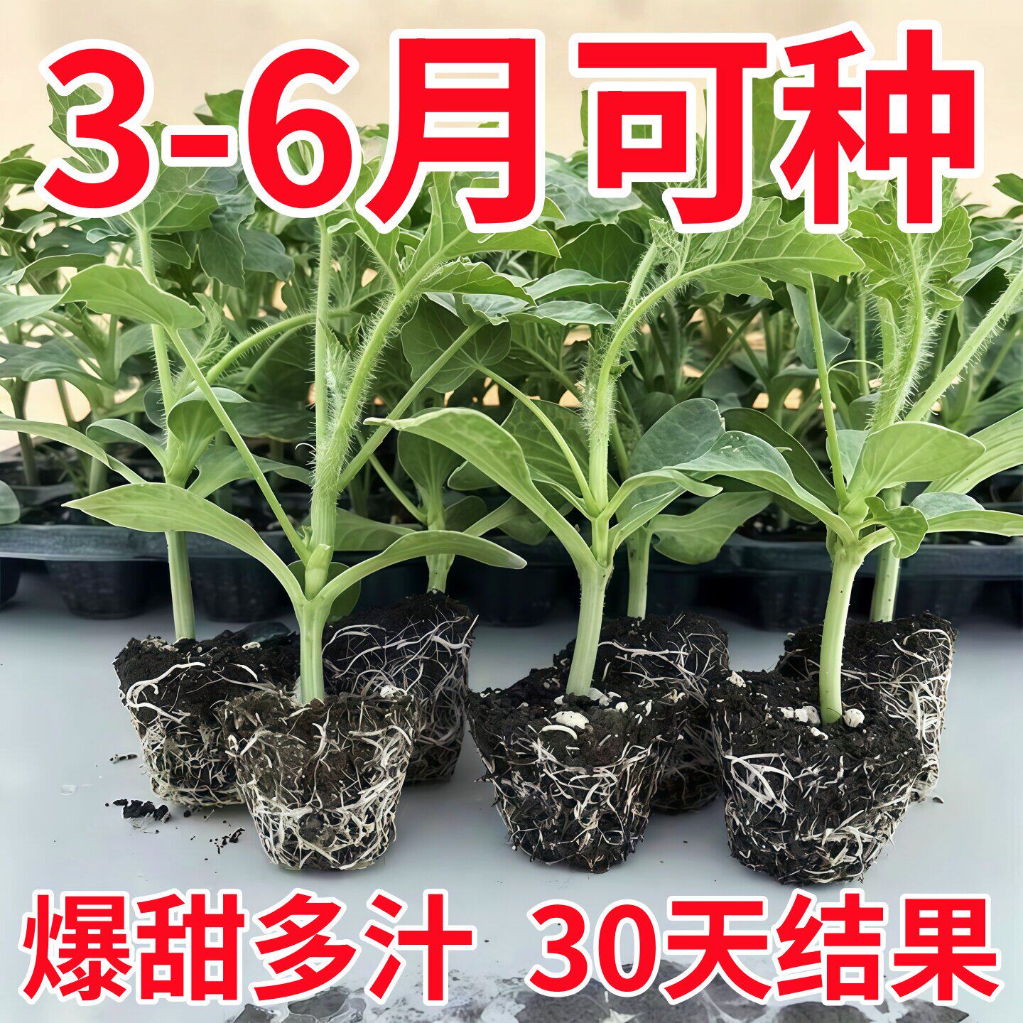 西瓜苗8424嫁接西瓜苗麒麟西瓜水果西瓜阳台盆栽种植地栽秧苗