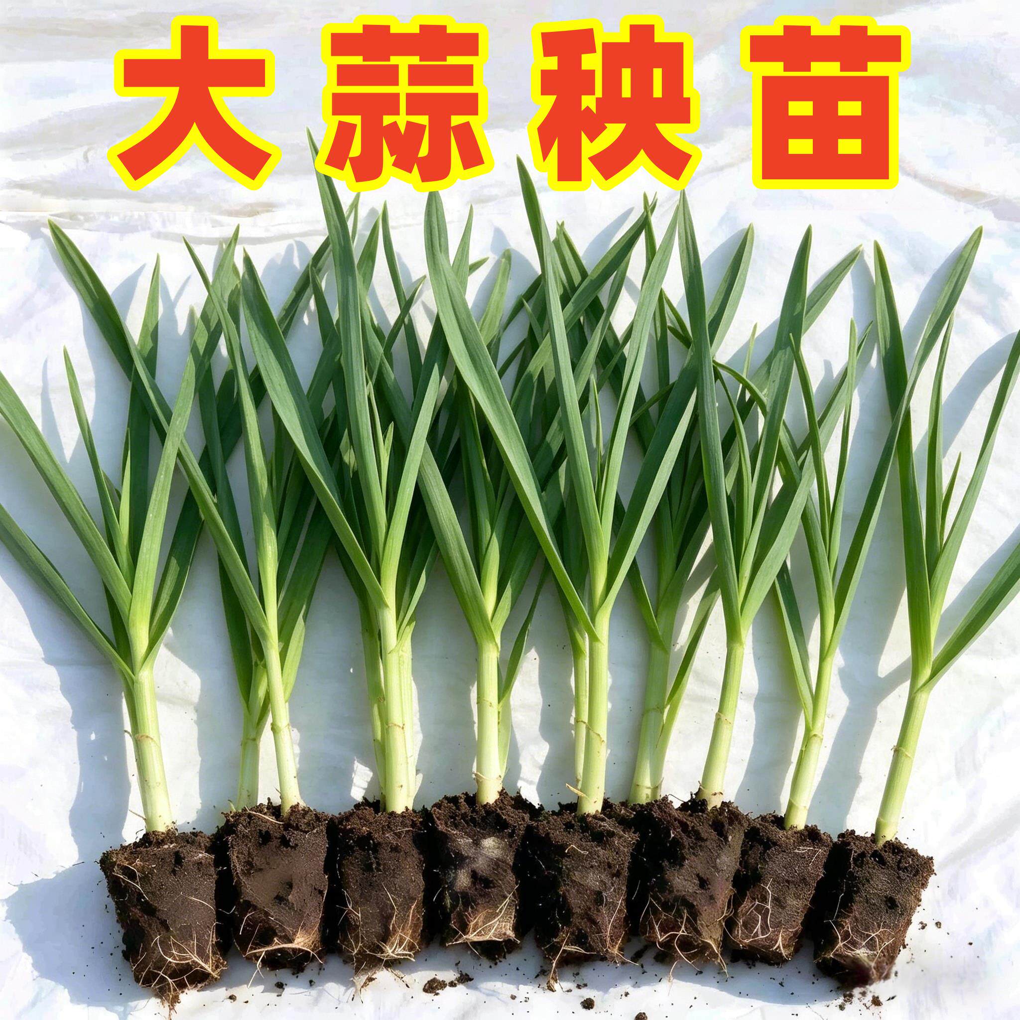 大蒜苗大蒜种植苗香菜苗菠菜苗蚕豆苗萝卜苗青菜苗蔬菜种幼秧苗孑