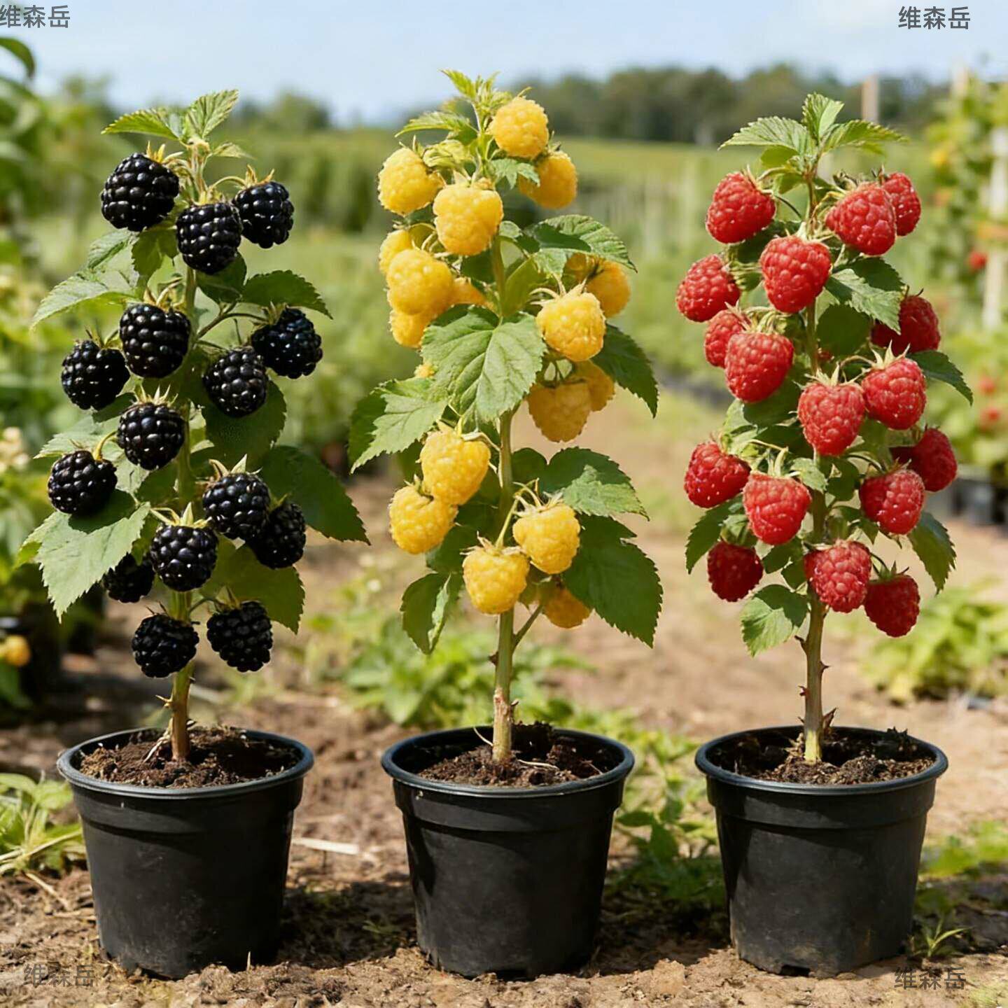 树莓苗双季覆盆子果树苗盆栽地栽南北方种植当年结果红黄黑树莓苗