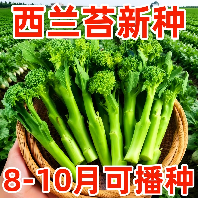 云南新鲜兰花苔西兰花苔芥蓝菜农家自种西兰花脆嫩兰花菜苔新鲜
