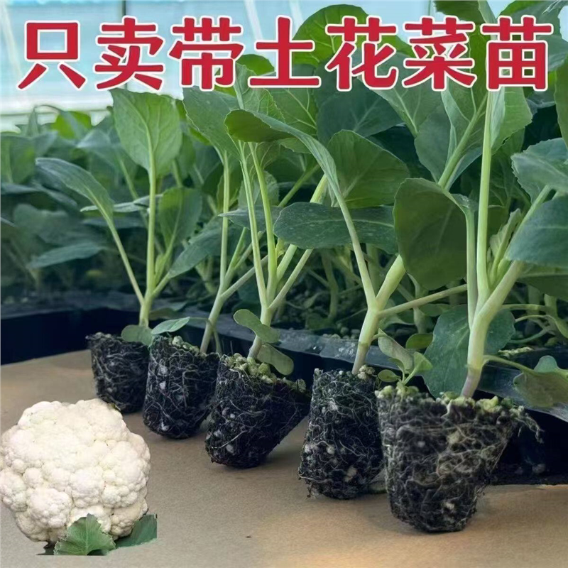 易种花菜苗秧苗青梗松花菜种苗四季阳台庭院种花椰菜耐寒抗冻菜花