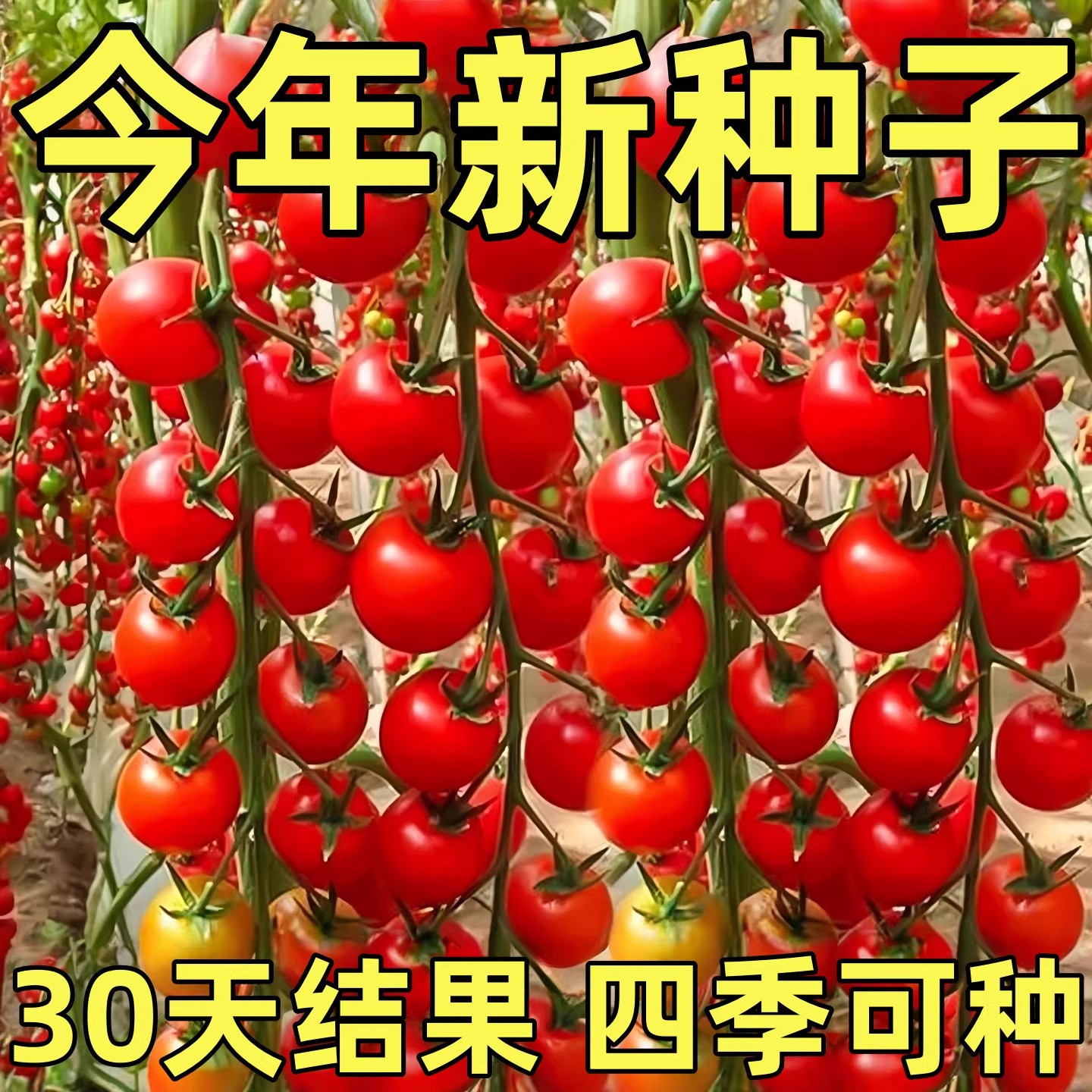 瀑布番茄种子樱桃小西红柿籽盆栽阳台小院种植生长移栽水果种籽,鲜花速递/花卉仿真/绿植园艺,种苗/半成品盆栽,淘宝优惠券,粉丝福利购,淘宝优惠卷