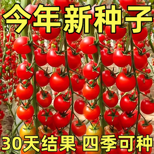 瀑布番茄种子樱桃小西红柿籽盆栽阳台小院种植生长移栽水果种籽