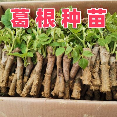 无渣粉葛根苗高产葛根苗扦插种藤秧苗农家葛藤苗新鲜粉葛种苗