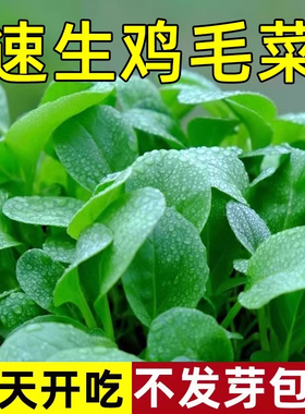 鸡毛菜菜籽种四季种植阳台庭院速生蔬菜大全小白菜上海青菜种籽子