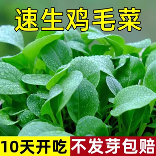 鸡毛菜菜籽种四季 种植阳台庭院速生蔬菜大全小白菜上海青菜种籽子