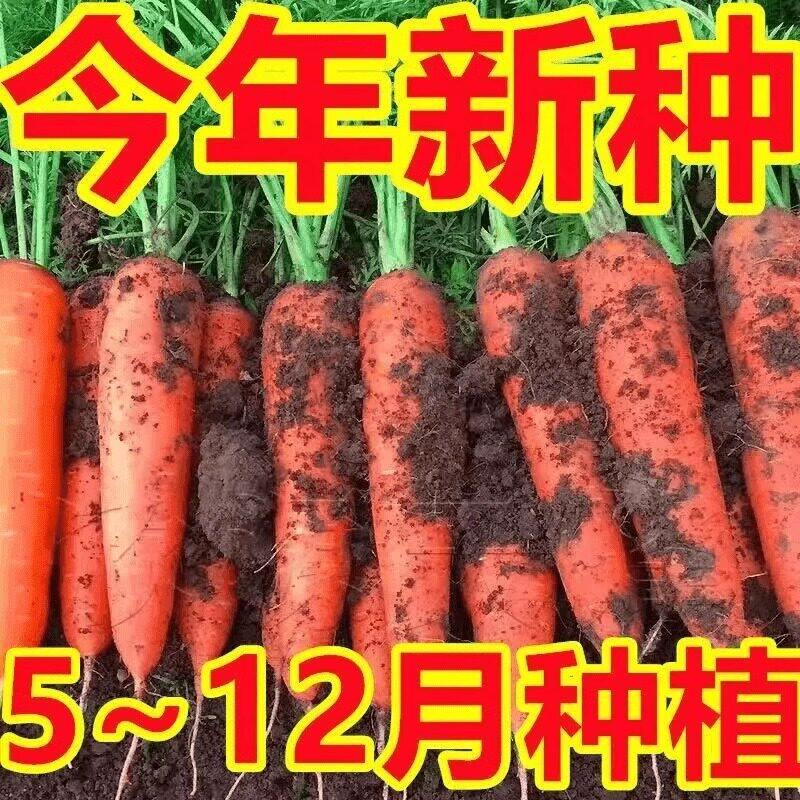 耐热耐寒胡萝卜种子四季红萝卜种子夏秋播蔬菜种大