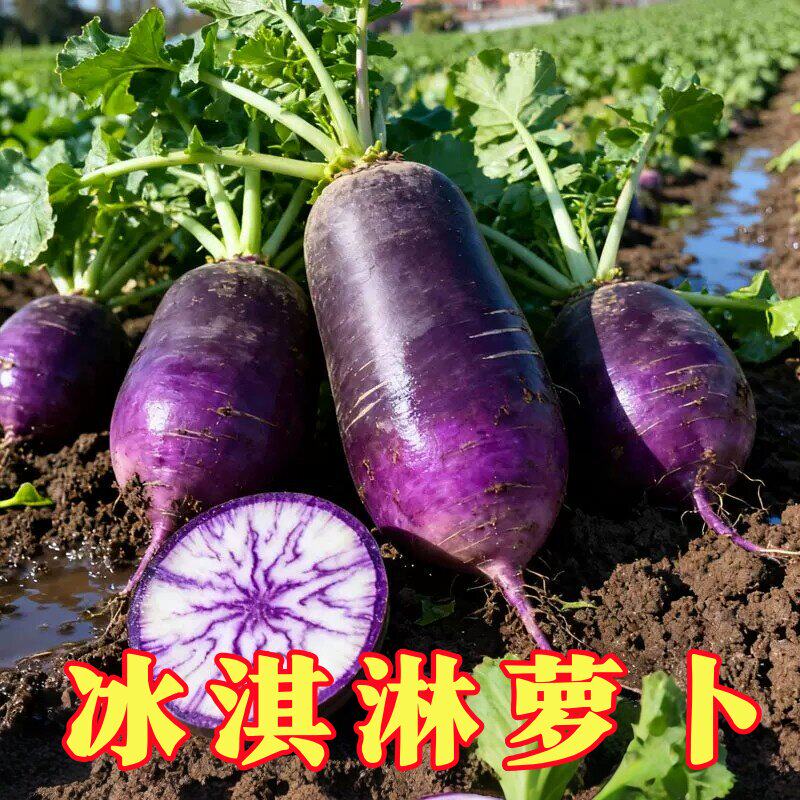 冰激凌水果萝卜种子种籽紫皮冰淇淋水果罗卜籽种菜种红蔬菜孑子