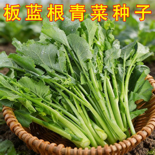 板蓝根青菜种子食用特色野菜材种籽四季蔬菜孑阳台盆栽春季