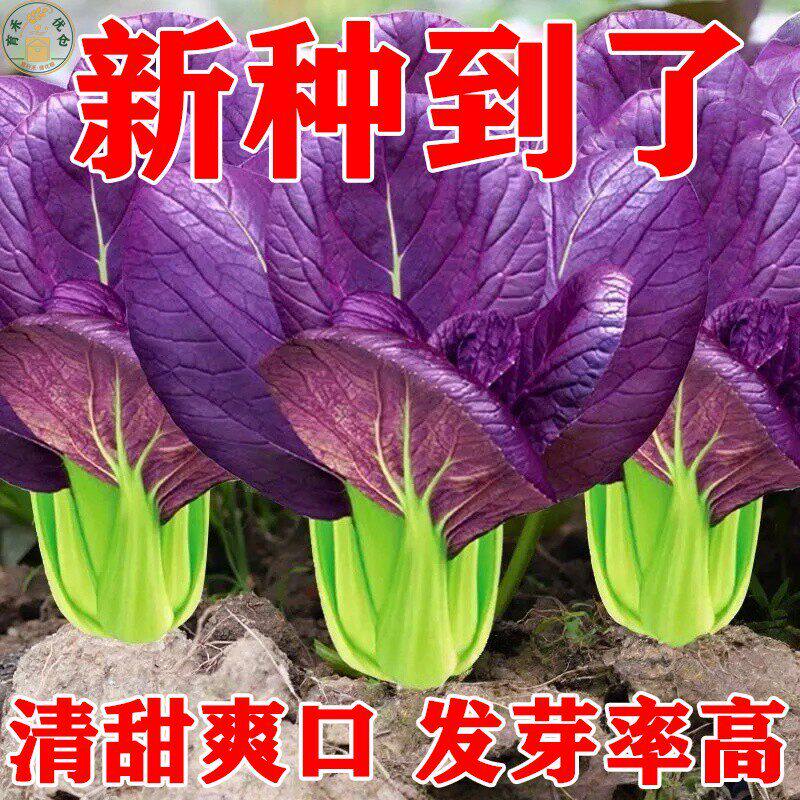 紫罗兰紫油菜种籽上海青抗寒抗热小油菜青梗菜耐寒新鲜蔬菜种子