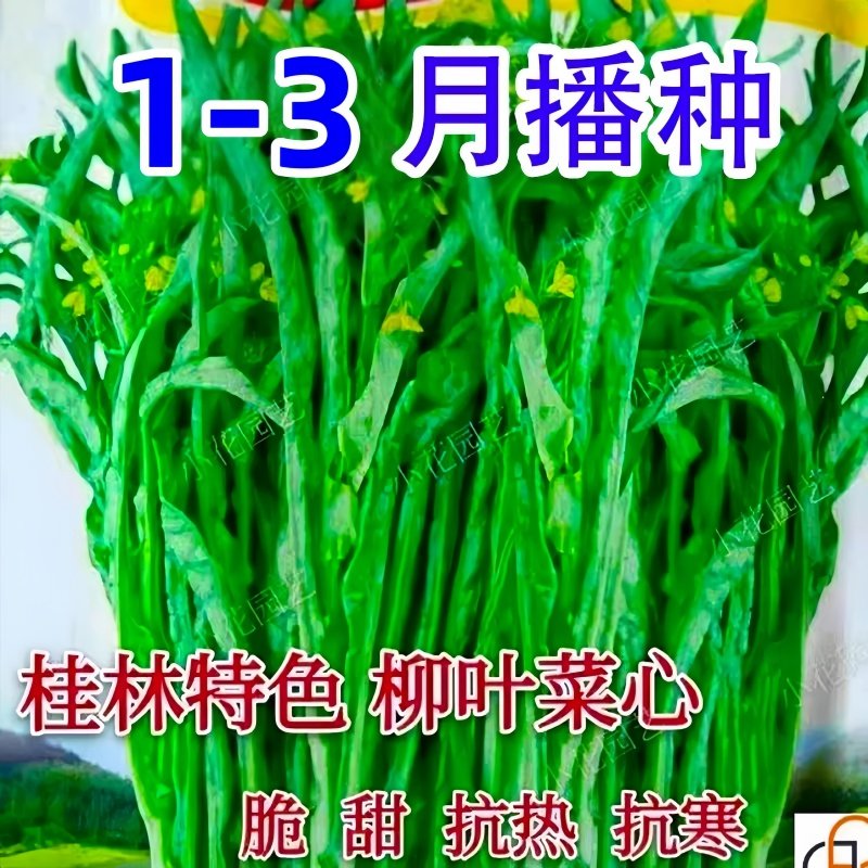 柳叶菜心种子桂林菜花种子广东广西蔬菜种籽卷叶蔬菜种籽,鲜花速递/花卉仿真/绿植园艺,造型盆景,淘宝优惠券,粉丝福利购,淘宝优惠卷