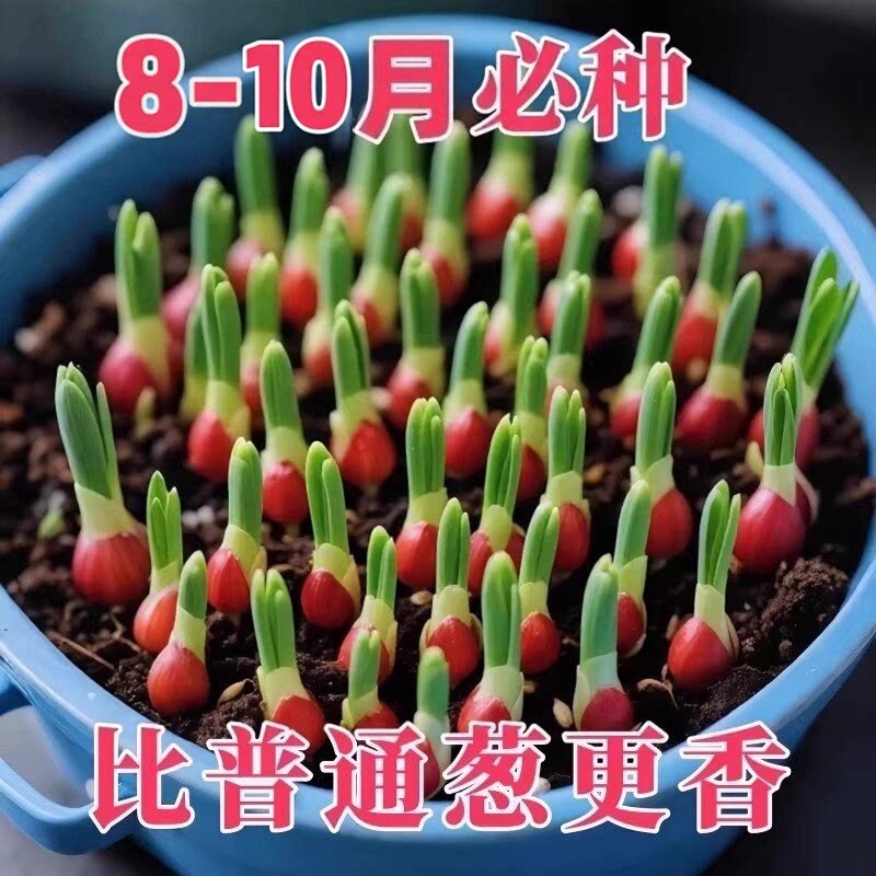 红头葱种四季葱头小香葱种子籽家庭阳台盆栽蔬菜火葱山东大葱种孑