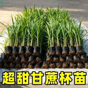 广西黑皮黄皮青皮甘蔗组培种苗杯苗粤翠黄金水果四季高产南北种植