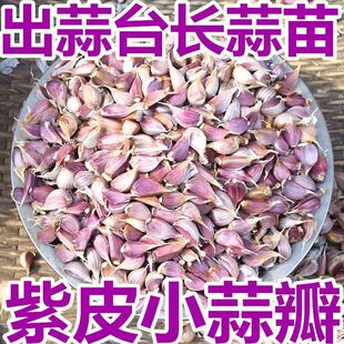 紫皮小蒜瓣蒜头蒜籽2024年新鲜疏菜大理红蒜米土香蒜瓣干大蒜种植