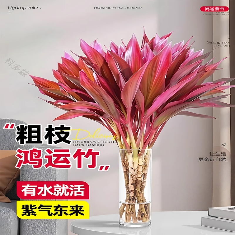 富贵竹水培植物紫竹鸿运竹带根粗杆龙竹客厅招财竹子室内转运绿植