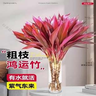 富贵竹水培植物紫竹鸿运竹带根粗杆龙竹客厅招财竹子室内转运绿植