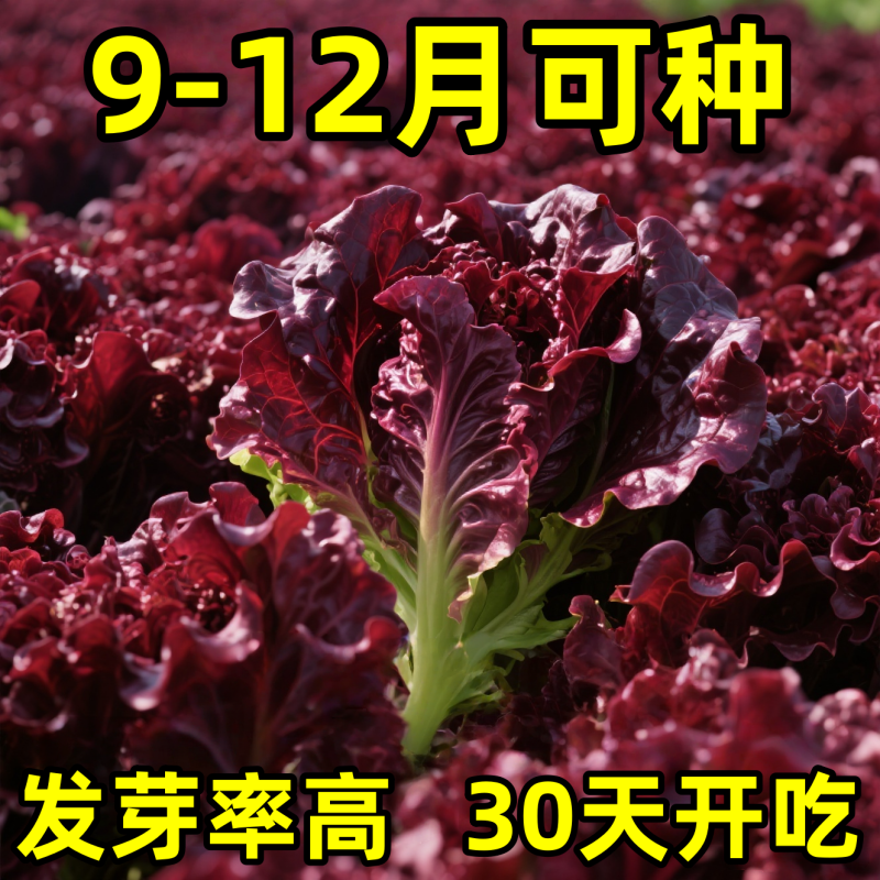 奶油汉堡咖啡紫生菜新鲜叶菜生吃凉拌甜脆多汁沙拉菜农家自种生菜