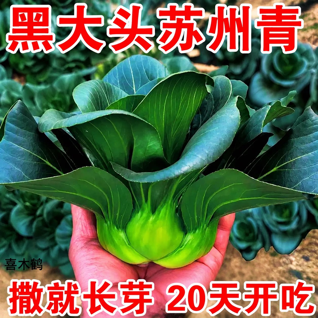 正宗苏州青种子种籽菜籽青菜耐寒老品种黑叶矮脚青梗苏州青黑大头