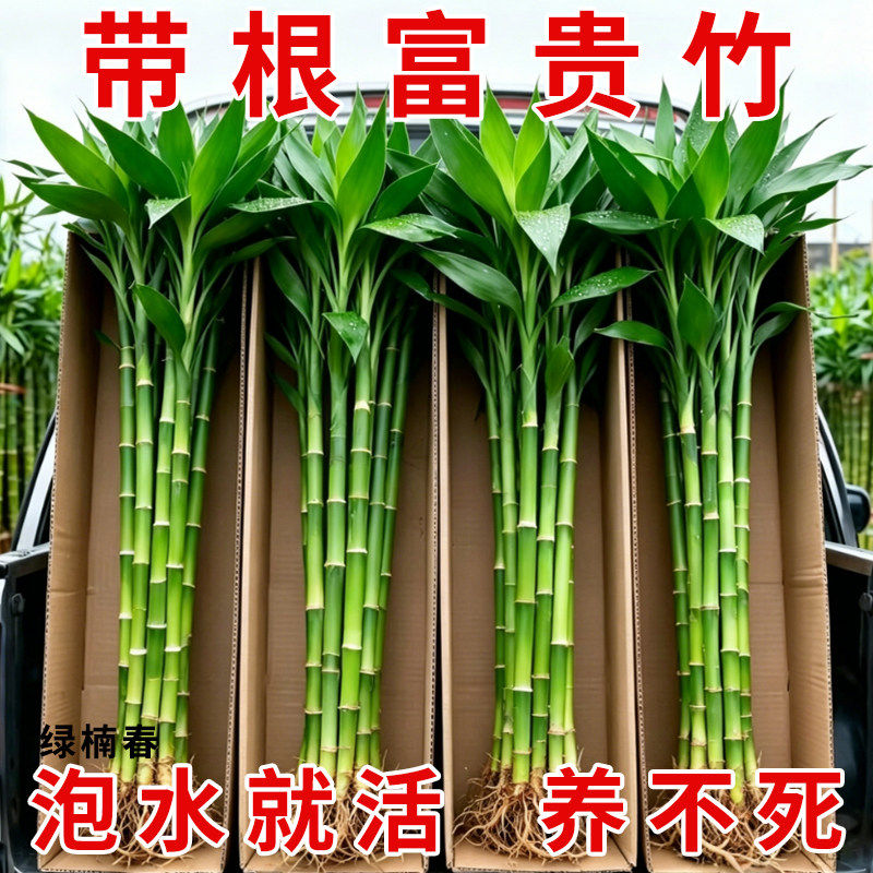 带根富贵竹水培植物绿植室内盆栽客厅招财粗杆水养节节高特级竹子