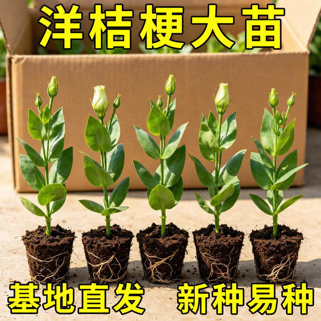洋桔梗花苗重瓣高杆大花当年开花阳台庭院鲜花小苗耐寒耐热易成活