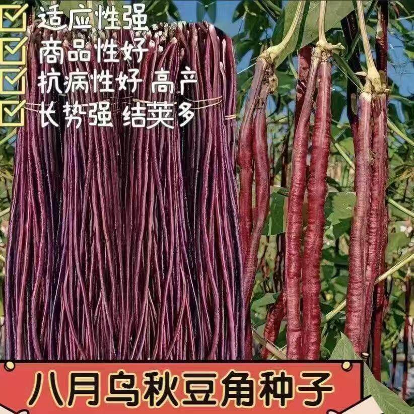 八月乌春秋红豆角种子高产上架爬藤豇豆特长四季庭院春秋种植蔬菜