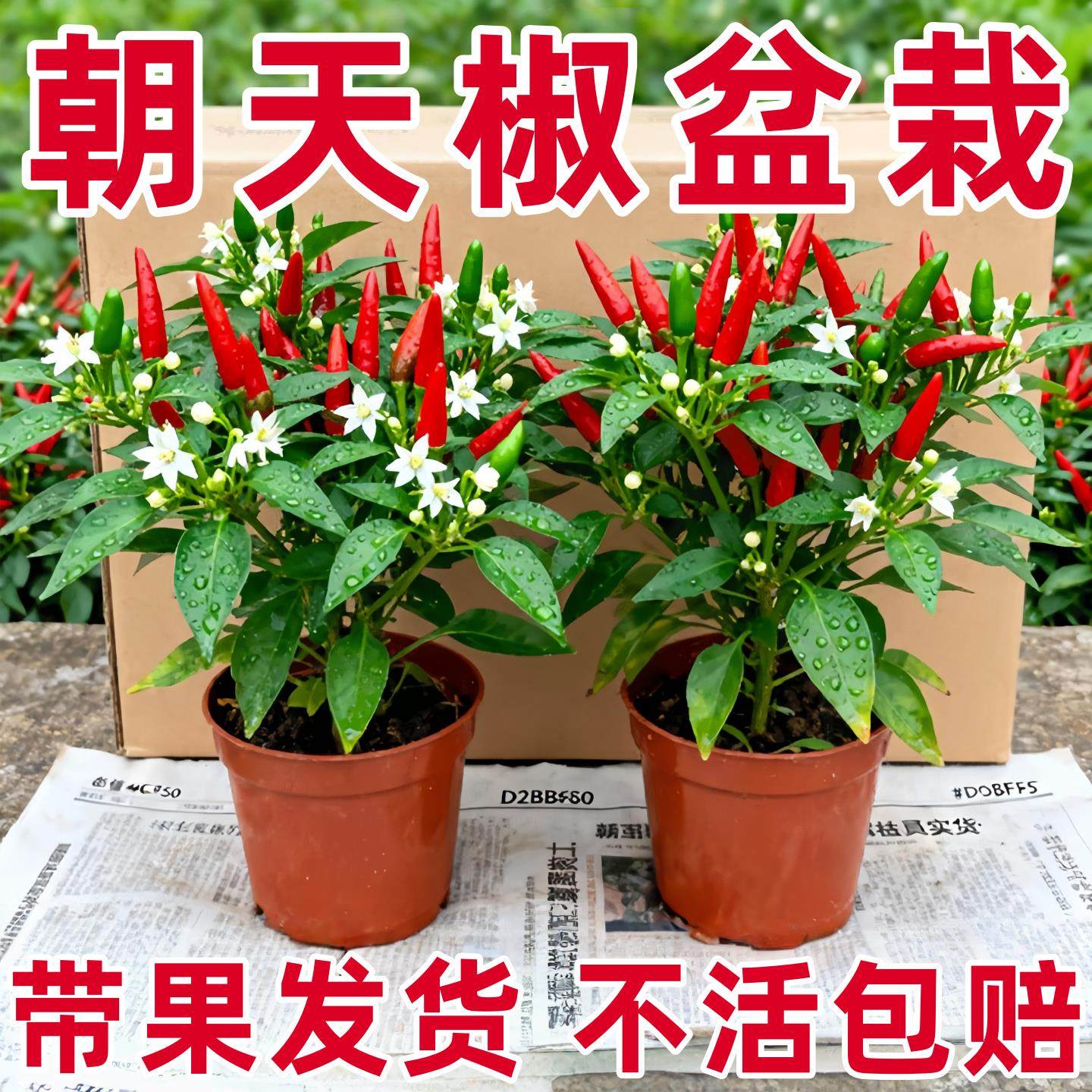 辣椒盆栽带果可食用朝天椒小米椒客厅阳台庭院蔬菜四季结果绿植物,鲜花速递/花卉仿真/绿植园艺,种苗/半成品盆栽,淘宝优惠券,粉丝福利购,淘宝优惠卷