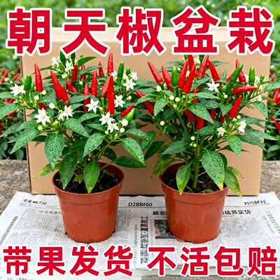 辣椒盆栽带果可食用朝天椒小米椒客厅阳台庭院蔬菜四季结果绿植物