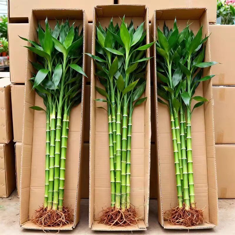 带根富贵竹水培植物绿植室内盆栽客厅招财粗杆水养节节高特级竹子