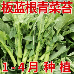 板蓝根青菜苔种子甜脆菜苔籽种农家菜园板蓝根小青菜四季蔬菜种孑