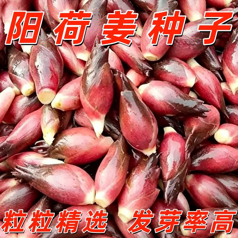 阳荷种根苗新鲜阳荷姜种子农家蔬菜种耐热抗旱高产营养丰富洋荷姜
