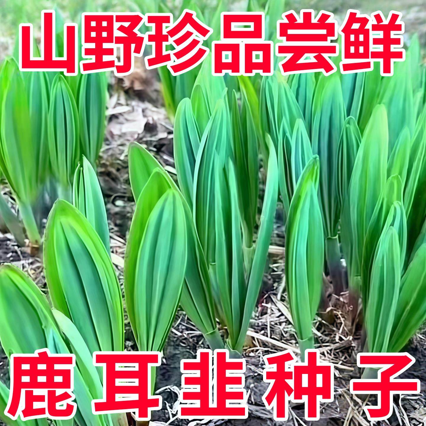 【野生鹿耳韭种子】山葱种子盆栽小院四季皆宜种植南北方野菜种籽,鲜花速递/花卉仿真/绿植园艺,种苗/半成品盆栽,淘宝优惠券,粉丝福利购,淘宝优惠卷