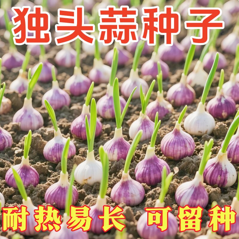紫皮独头蒜种籽正品蔬菜种子苗四川大头蒜种子新品独头大蒜四季